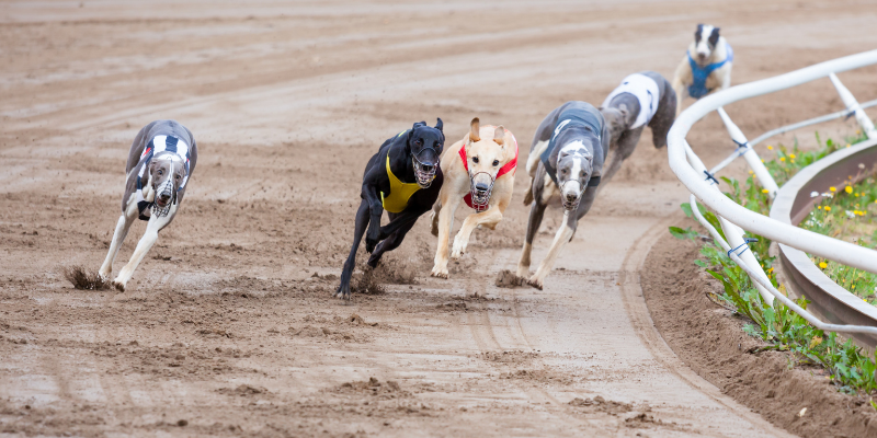 casas-de-apostas-em-galgos