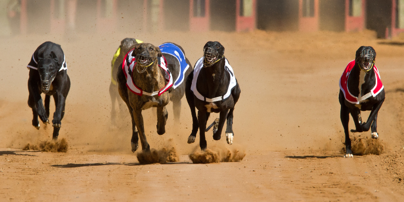 como-apostar-a-galgos