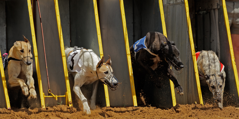 como-apostar-em-corrida-de-galgos