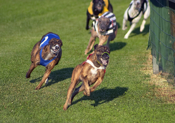 galgos